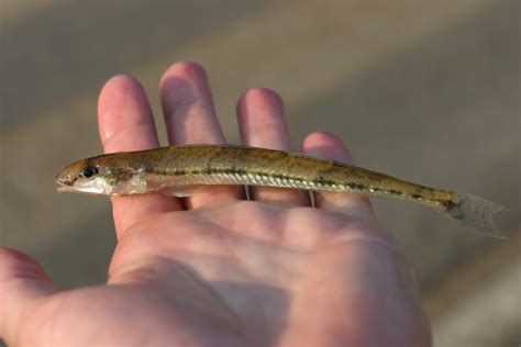 Crystallaria Tnacifin Freshwater Information Network