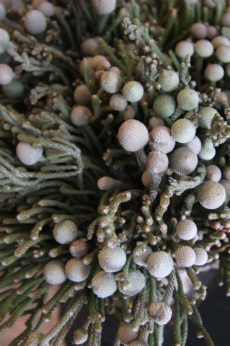Dried White Flowers on Pine Tree
