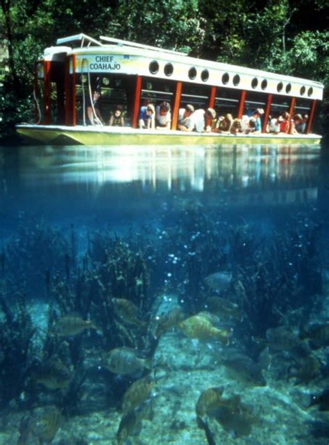 Old Florida: Vintage Silver Springs - Glass bottom boats