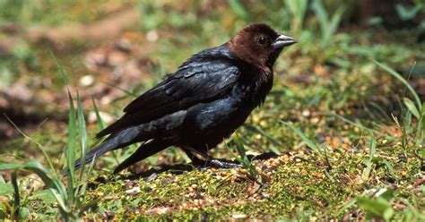 The brown-headed cowbird is a detested brood parasite