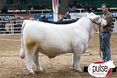 NWSS | Charolais Bull Champions | The Pulse