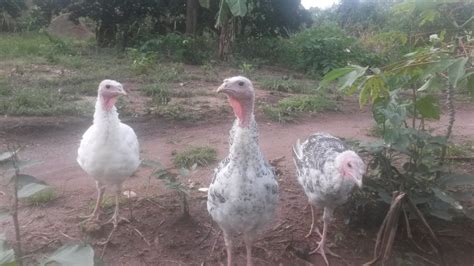 Sex My Turkeys BackYard Chickens Learn How To Raise Chickens