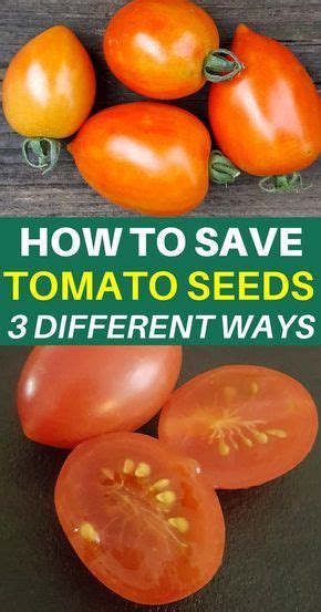 Gardening Tips How To Save Tomato Seeds From Your Garden To Replant