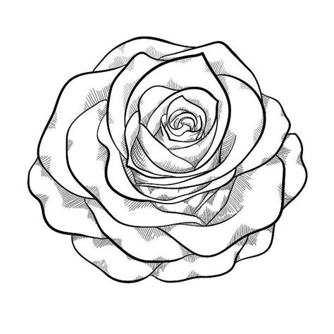 Preto E Branco Desenhos De Rosas Para Tattoo Separamos V Rios Modelos