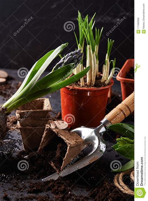 Herramientas Que Cultivan Un Huerto Y Plantas Foto De Archivo Imagen