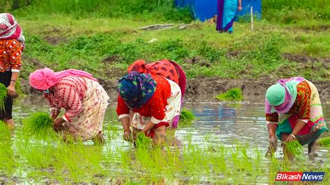 मन्त्री र किसानले सँगसँगै खेतमा धान रोप्दा फोटो फिचर Bikashnews