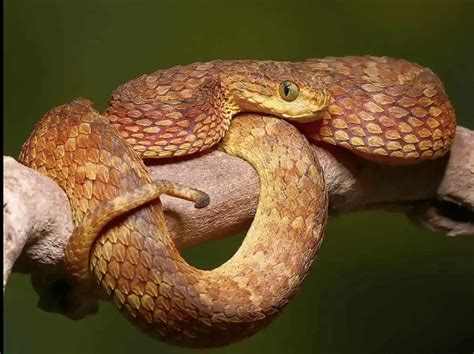 African Bush Viper Red