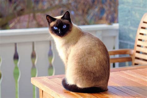 Le Chat Siamois Origine Variétés Caractère Santé Soins