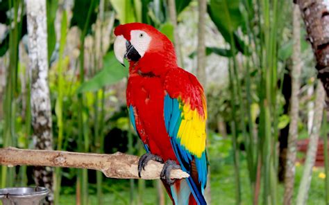 Scarlet Macaw parrots For Sale - Buy Scarlet Macaws- Pets Breeder