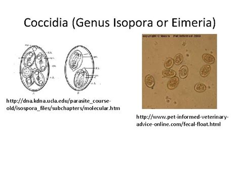 Parasite Id North Carolina Ffa Veterinary Science Cde