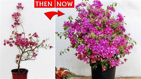 Bougainvillea Flowering Tips That Never Fails 100 Real Result Youtube