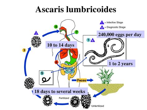 Ascaris Lumbricoides Structure