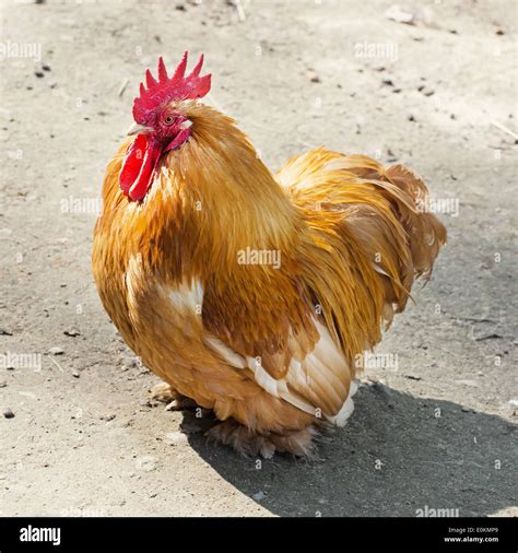 Portrait Of A One Domestic Fowl Gallus Gallus Domesticus Stock Photo