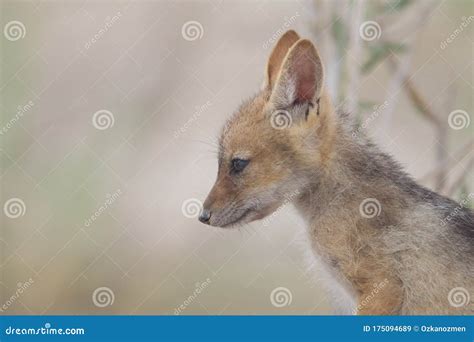 Black Backed Jackal Puppy Stock Image Image Of Adult 175094689