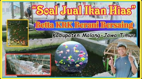 Review Harga Ikan Hias Di Betta Krk Malang Vlog Penjual Ikan Hias Di