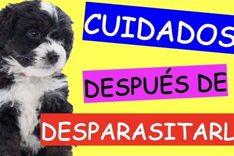 Cuidado Darle Demasiado Desparasitante A Tu Perro Puede Ser Peligroso