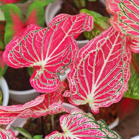 Jual Tanaman Hias Keladi Thai Beauty Caladium Thai Beauty Murah