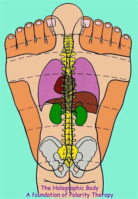 Pin By A B On B Reflexology Massage Reflexology Chart Reflexology