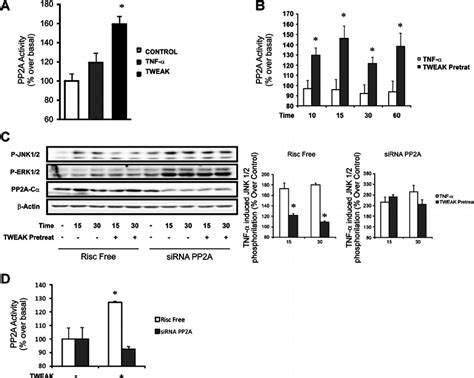 STWEAK Activation Of The Ser Thr Phosphatase PP2A Impairs TNF