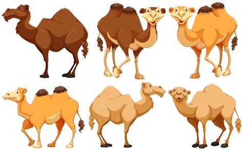 Camel Cartoon Vector Art Icons And Graphics For Free Download