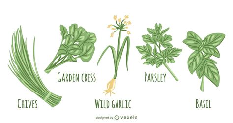 Herb Vector And Graphics To Download