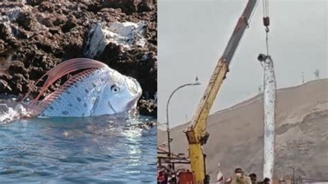 Peixe gigante é encontrado no Chile e deixa moradores apavorados