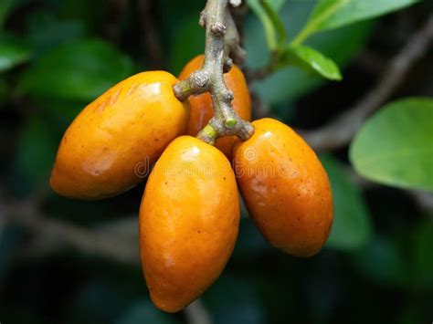 Closeup Shot of the Karaka Tree (Corynocarpus Laevigatus) Berries ...