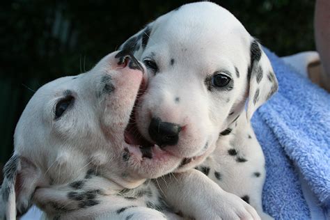 Dalmatian Puppies Playing Baby Animal Zoo