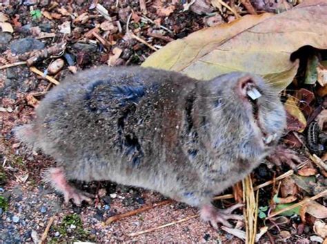 Common Molerat (Cryptomys hottentotus) · iNaturalist