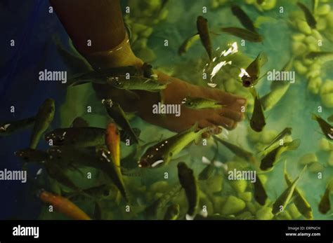 Fish Massage Fish Pedicure Stock Photo Alamy