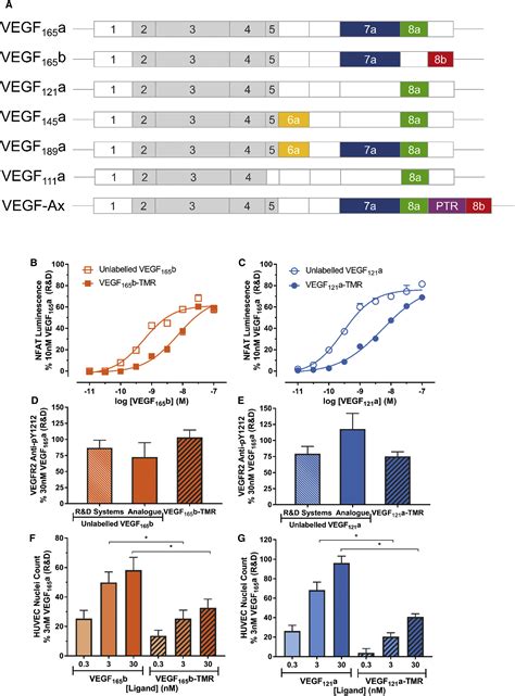 Real Time Ligand Binding Of Fluorescent Vegf A Isoforms That