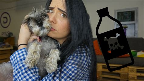 Alimentos que podrían matar a tu perro YouTube