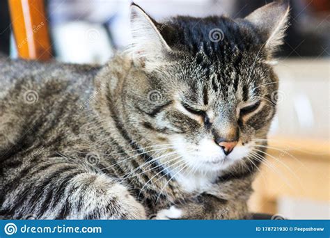 Retrato Do Gato Do Mato Marrom Olhos Verdes Grandes Conceito De Gatos