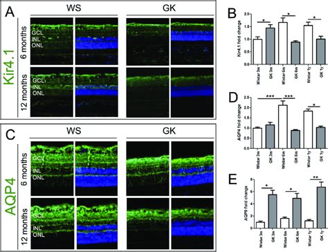 Kir4 1 And Aquaporin Expression Kinetics In The Goto Kakizaki Diabetic