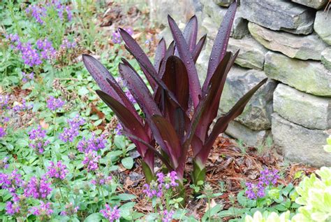 Eucomis 'Sparkling Burgundy' – Nurseries Caroliniana