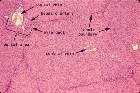 Histology - Liver - Vein Histology, Hepatic Lobule, Histology English ...