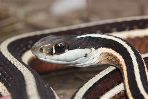 Thamnophis Sauritus Eastern Ribbonsnake KY Henderson Co Jason