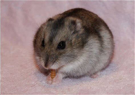 159 best Russian Dwarf hamster images on Pinterest | Dwarf hamsters ...