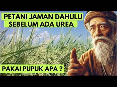 Pupuk Sulit Biasakan Pakai Ini Mulai Dari Sekarang Bikin Padi Awet