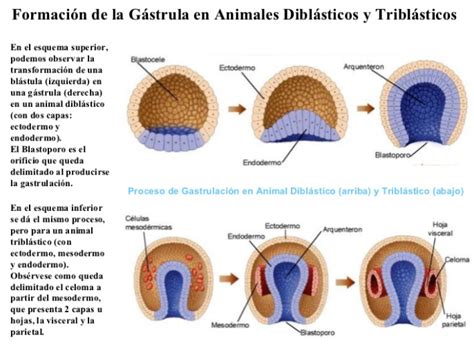 DESARROLLO EMBRIONARIO