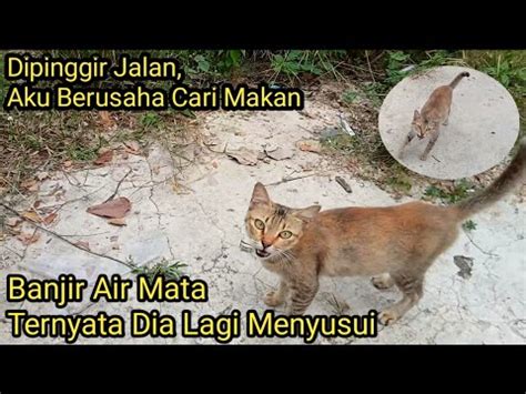 Kucing Ini Merenung Dipinggir Jalan Saat Di Samperin Dia Bahagia