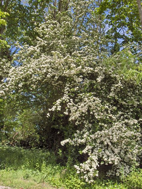 Aub Pine Blanche Aub Pine Monogyne Vente En Ligne Au Meilleur Prix