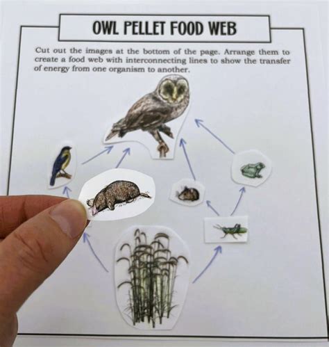 Dissection Of Owl Pellets Activity Packet