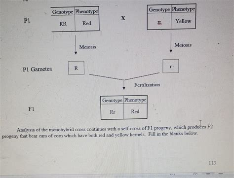 Solved Genotype Phenotype Genotype Phenotype X P1 Rr Red I