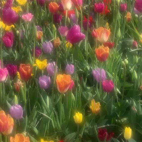 many different colored tulips are in the field together and one is blurry