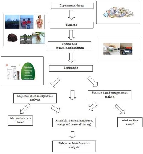 Basic Steps Involved In Metagenomics Download Scientific Diagram