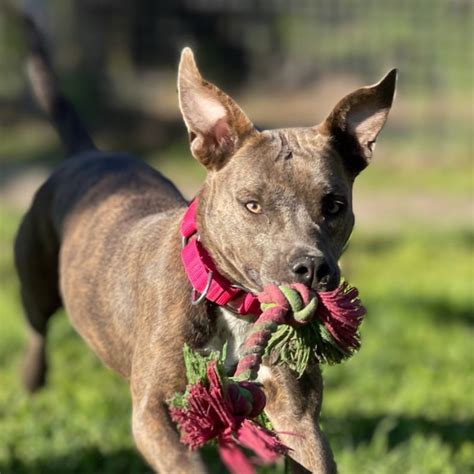 Our Resident Dogs — The Bully Sanctuary