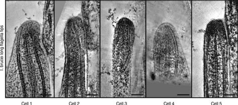 Figures And Data In Modes Of Flagellar Assembly In Chlamydomonas