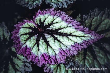 Rex Begonia House Plants - Begonia rex Picture, Care Tips