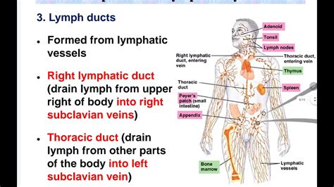 8 2 Introduction To Lymphatic System Youtube